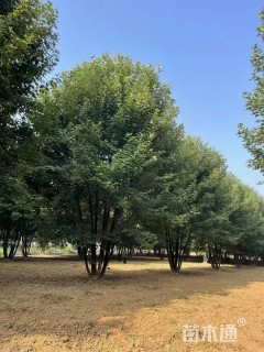 高度600厘米丛生美国红枫