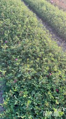 高度60厘米大花月季