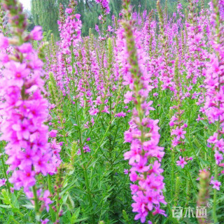 高度30厘米千屈菜