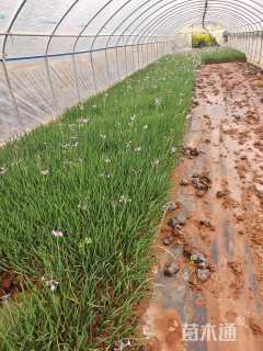 高度30厘米紫娇花