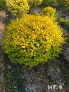 高度80厘米亮晶女贞小苗