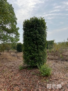 高度400厘米红叶石楠柱