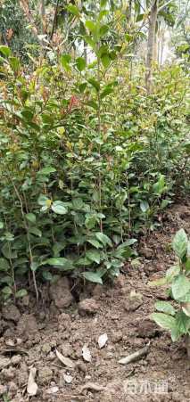 高度30厘米蚊母