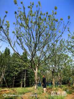 40公分朴树