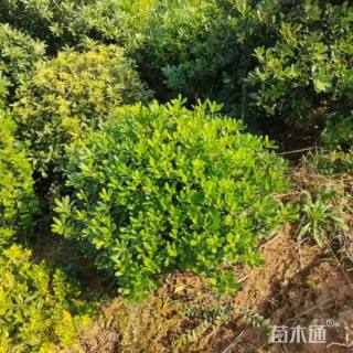 冠幅70厘米海桐球