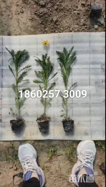 高度30厘米黄金菊