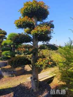 15公分椤木石楠