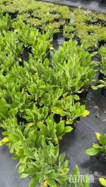 高度20厘米金光菊