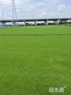 草块状夏威夷草