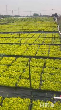 高度15厘米佛甲草