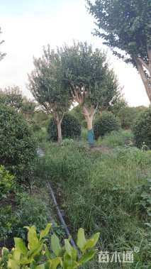 高度500厘米速生紫薇