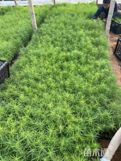 高度15厘米地肤