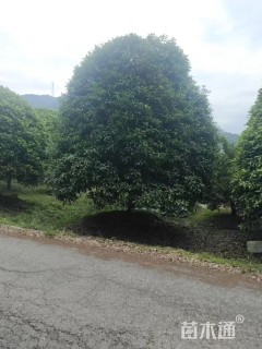 18公分桂花