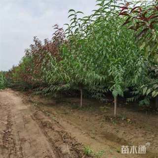 6公分碧桃