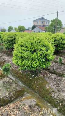 冠幅120厘米金森女贞球