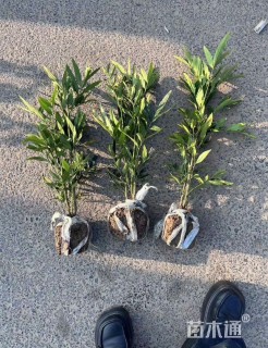 高度40厘米十大功劳