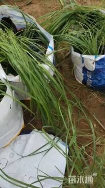 高度60厘米金红羽狼尾草