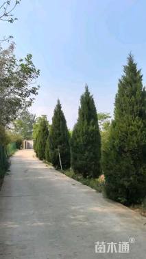 高度500厘米塔柏