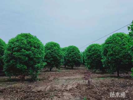 高度400厘米丛生桂花