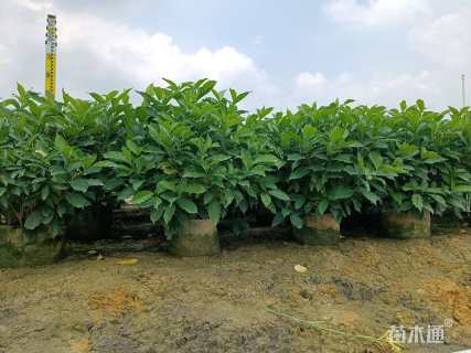 高度110厘米狗牙花