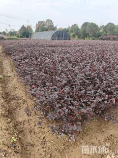 高度35厘米红花继木