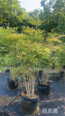 高度120厘米南天竹