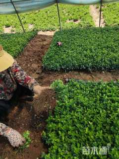 高度15厘米冬青小苗