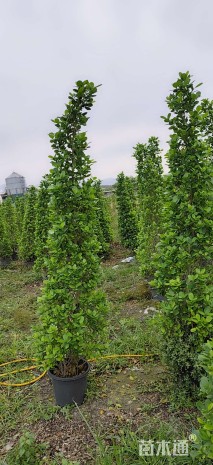 高度180厘米火山榕