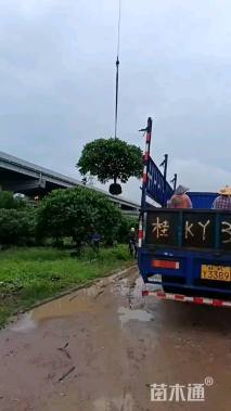 12公分红花鸡蛋花