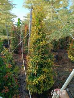 高度120厘米红车