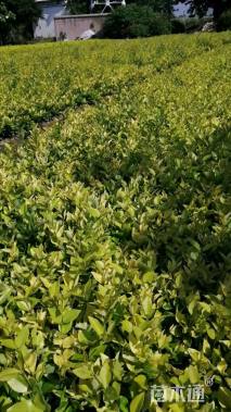 高度25厘米金森女贞小苗