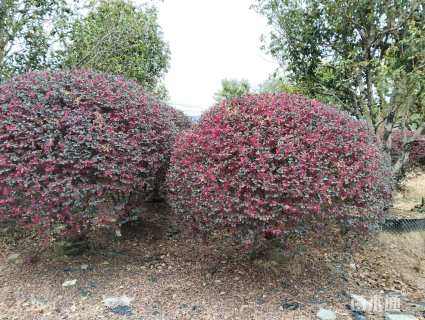 冠幅200厘米红花继木球