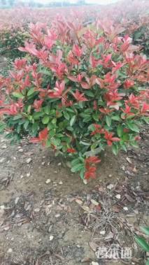 冠幅100厘米红叶石楠球