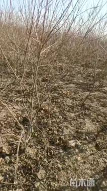 高度100厘米红叶李小苗