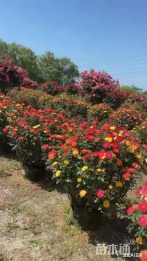 冠幅100厘米月季花球