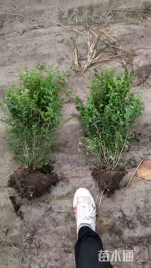 高度80厘米小叶女贞小苗