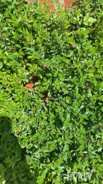 高度20厘米满天星