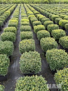 高度30厘米冬青