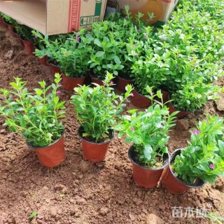 高度30厘米萼距花