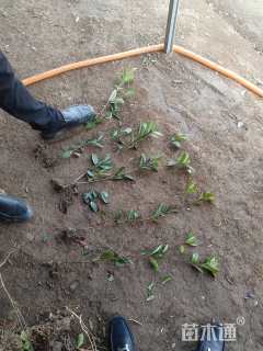 高度50厘米红叶石楠小苗