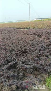 高度25厘米红花继木小苗