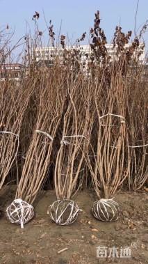 高度100厘米丛生紫荆