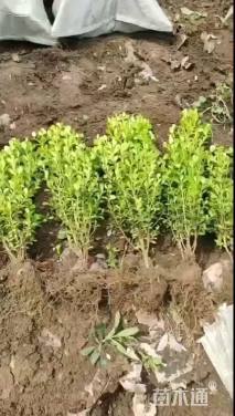 高度40厘米瓜子黄杨