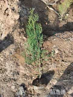 高度100厘米侧柏