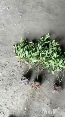 高度30厘米满天星