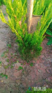 高度30厘米小龙柏