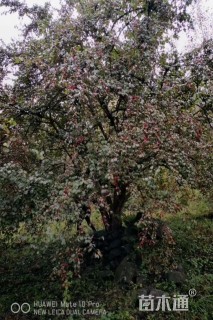 高度300厘米山茱萸