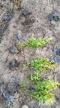 高度50厘米金叶女贞小苗