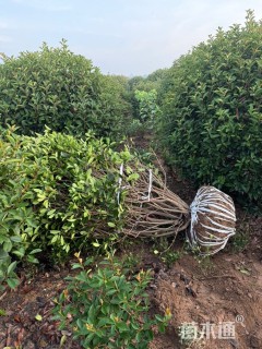 冠幅180厘米红叶石楠球