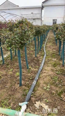 高度120厘米高杆月季